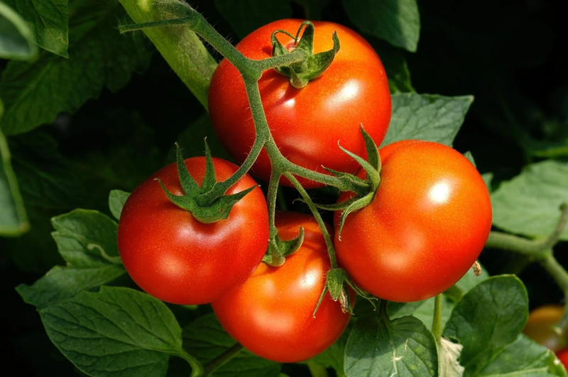 Tomate